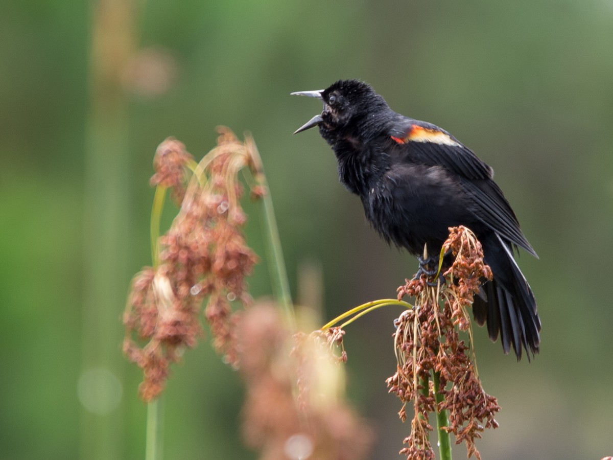 Red-winged Blackbird - ML457204491