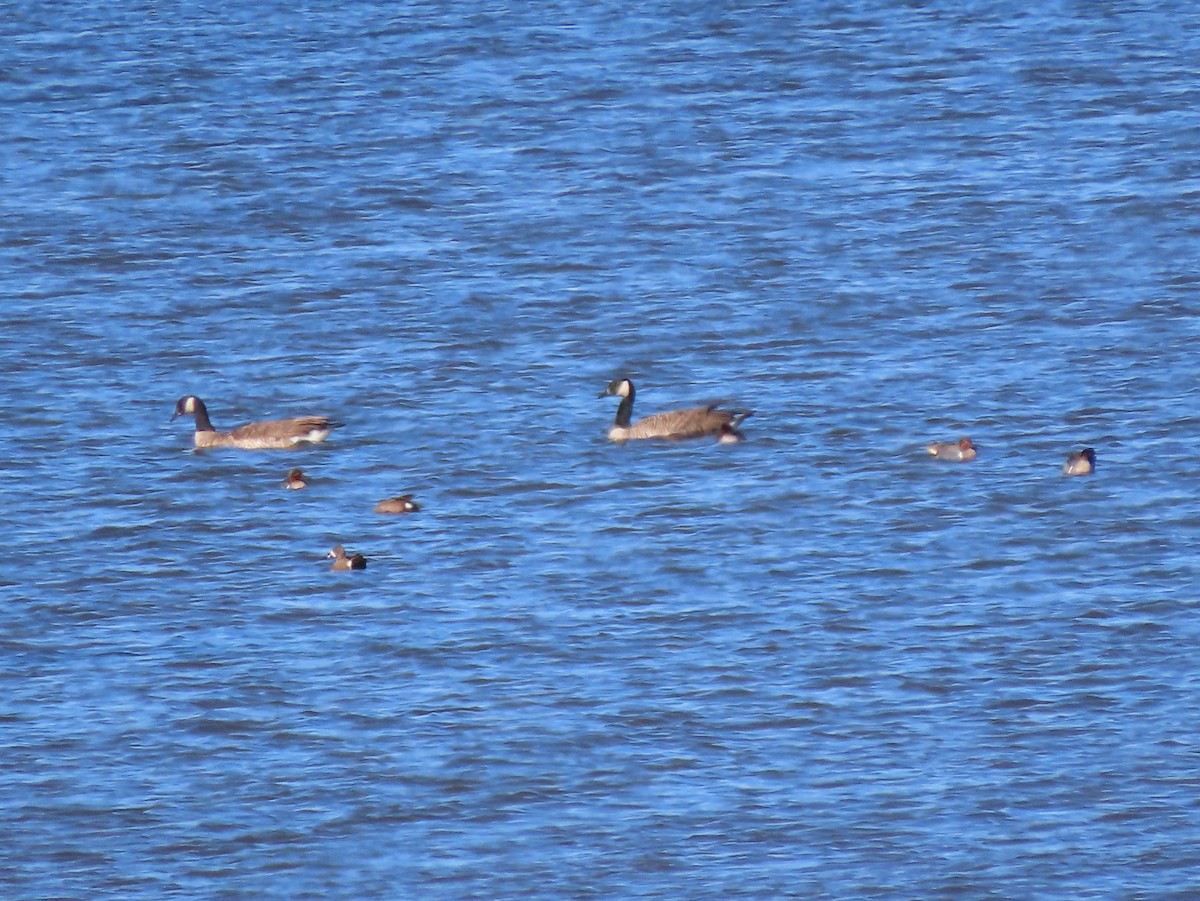 Green-winged Teal (American) - ML457204501