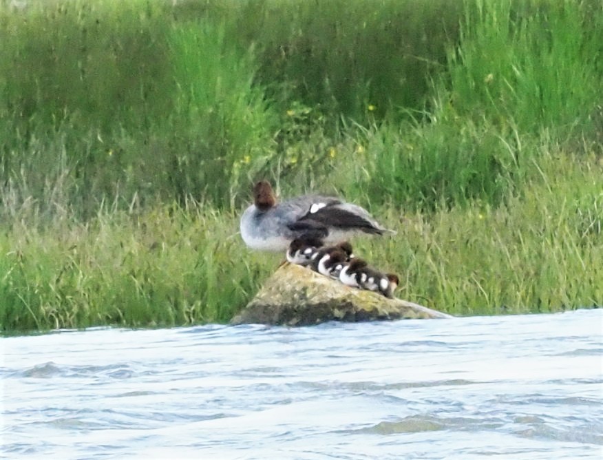 Common Merganser - ML457204541