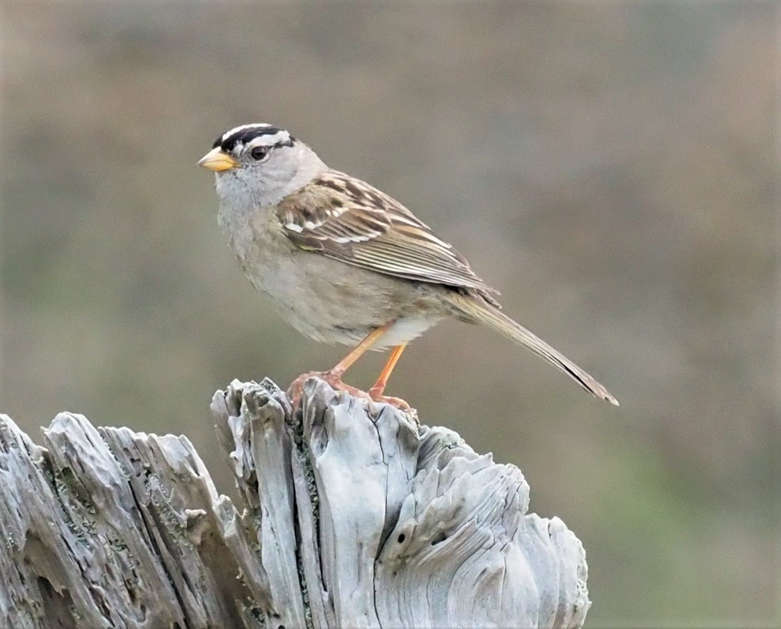 White-crowned Sparrow - ML457204891