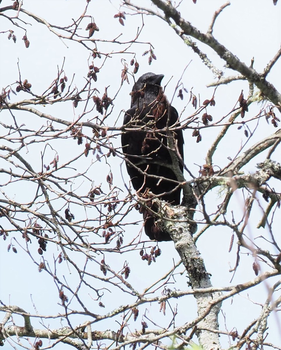 Common Raven - ML457205051