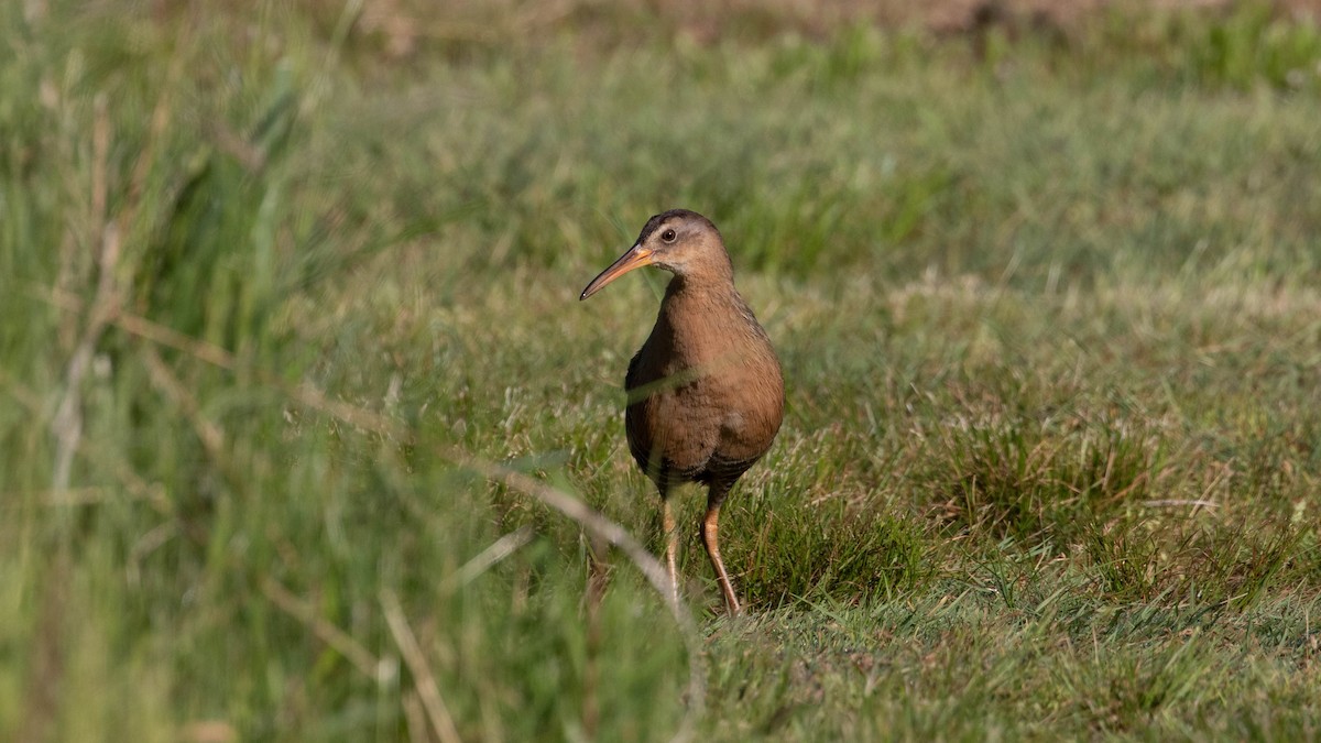 Clapper Rail - Deb Lalonde