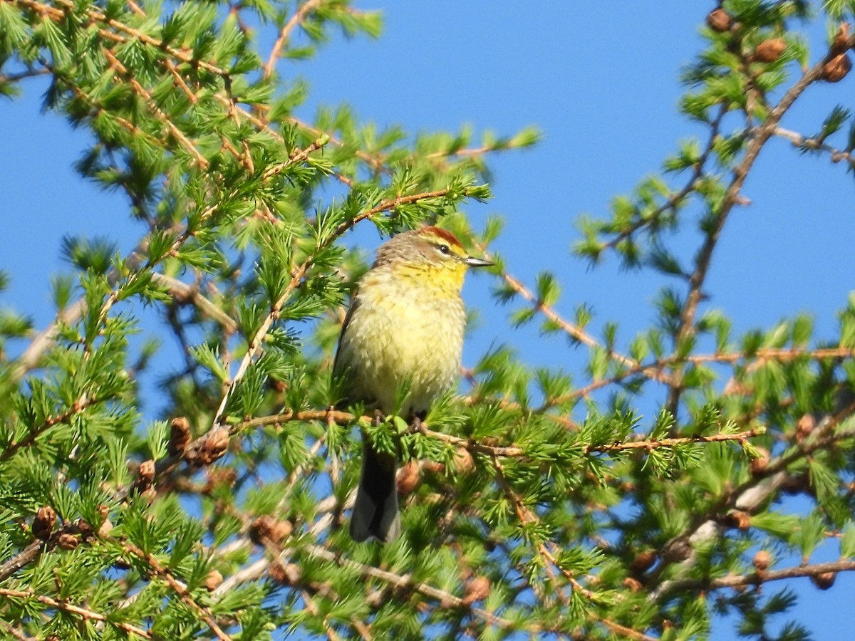 Пальмовая древесница - ML457208381