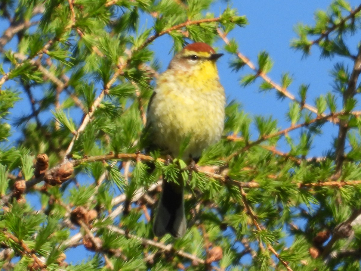 Пальмовая древесница - ML457208461