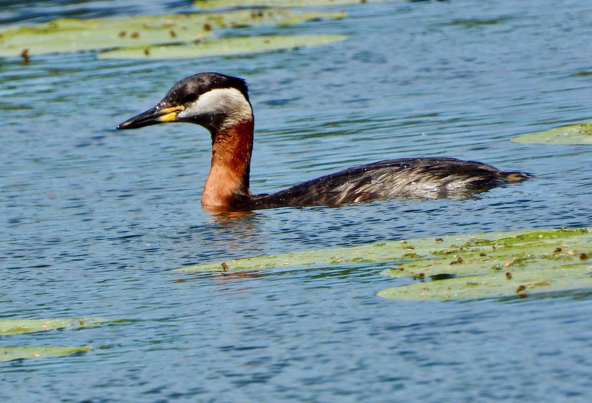 Red-necked Grebe - ML457209641