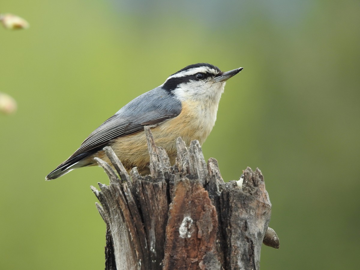 Red-breasted Nuthatch - ML457210011