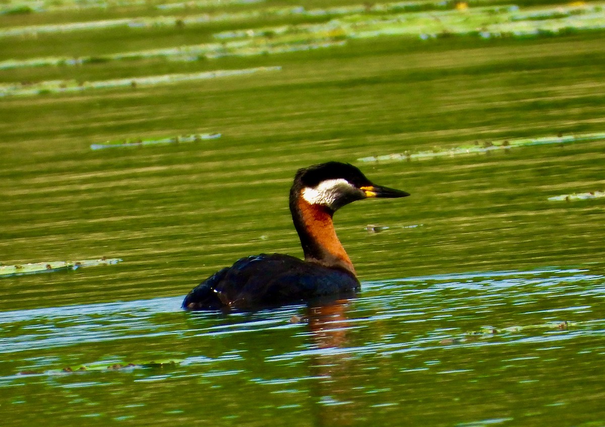 Red-necked Grebe - ML457210051