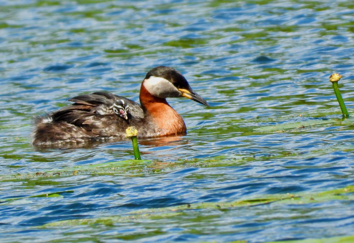 Red-necked Grebe - ML457210121