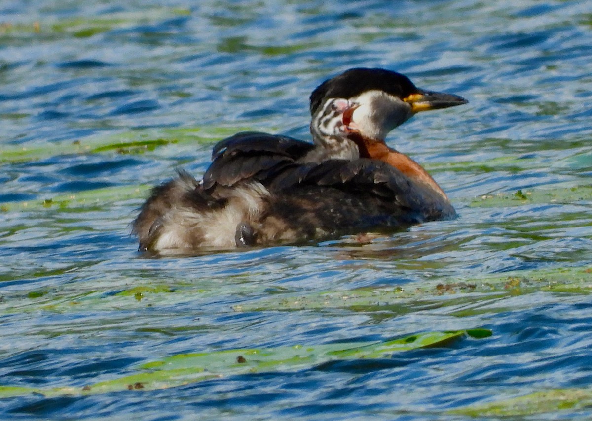 Red-necked Grebe - ML457210131