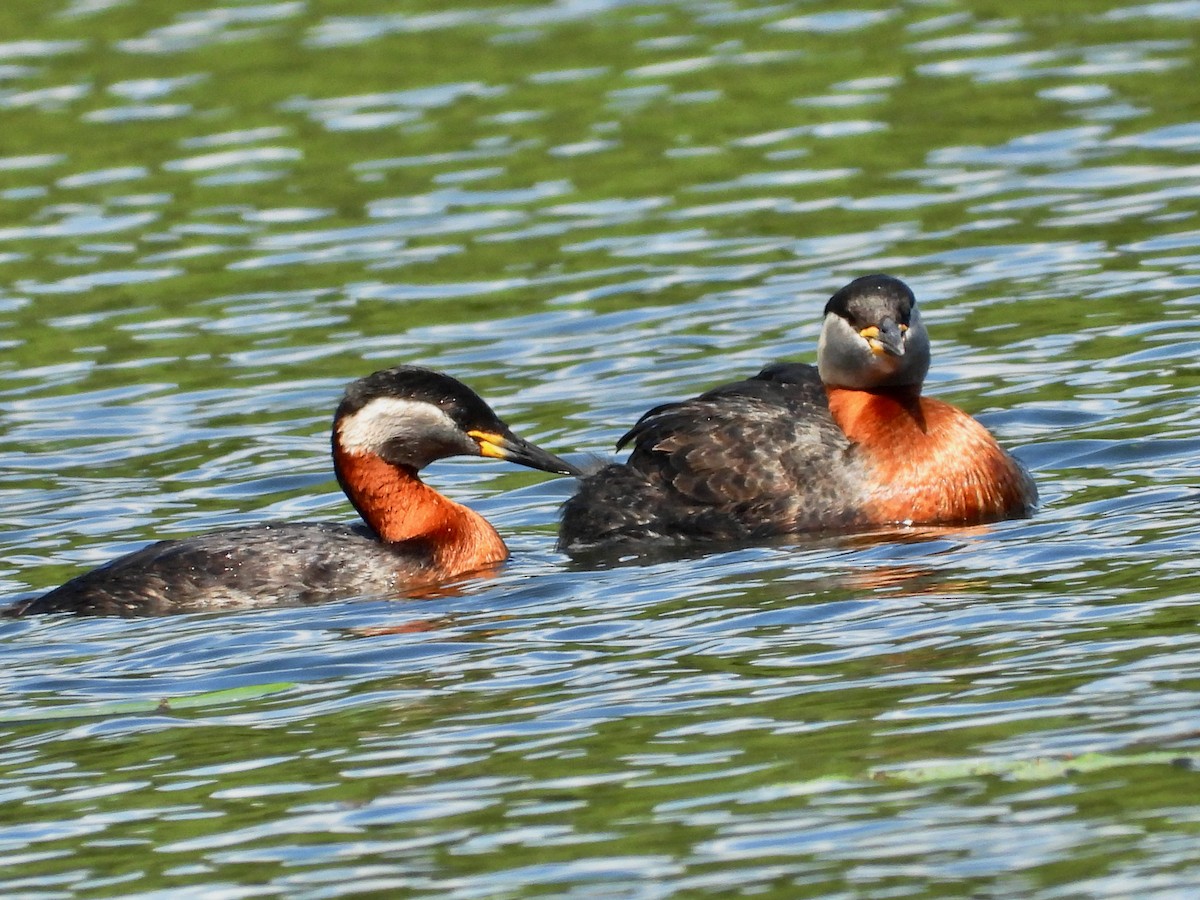 Red-necked Grebe - ML457210201