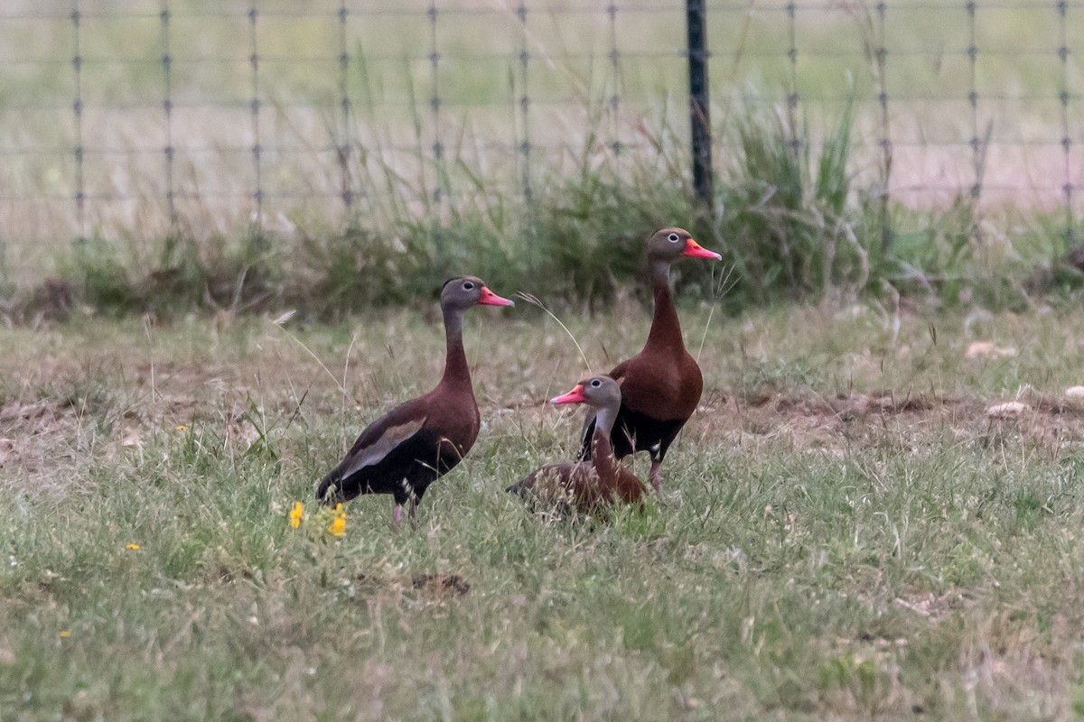 Black-bellied Whistling-Duck - Jesse Huth