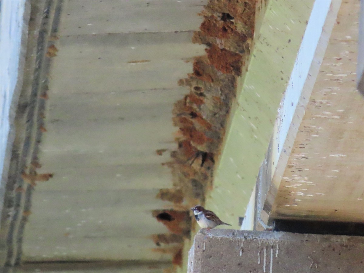 House Sparrow - ML457210851