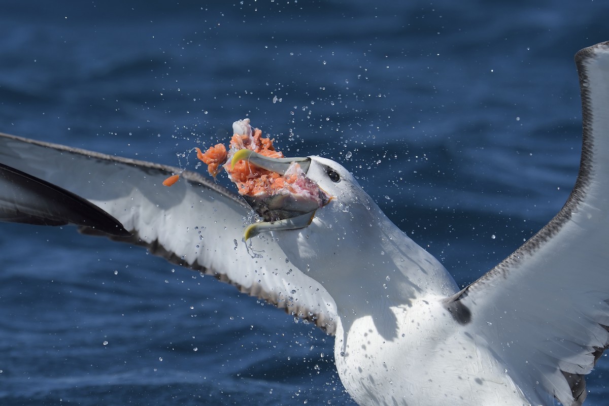 White-capped Albatross - Paul Maury