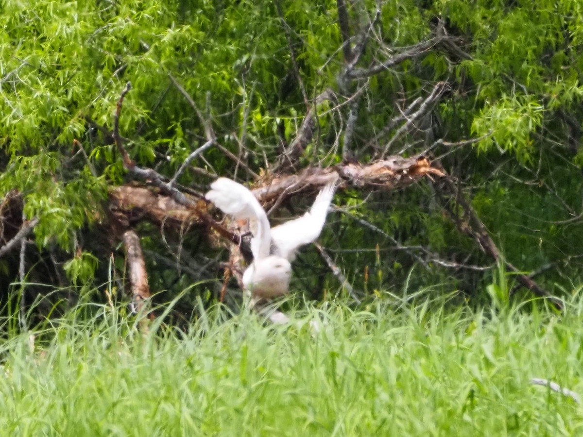 Snowy Owl - ML457211831