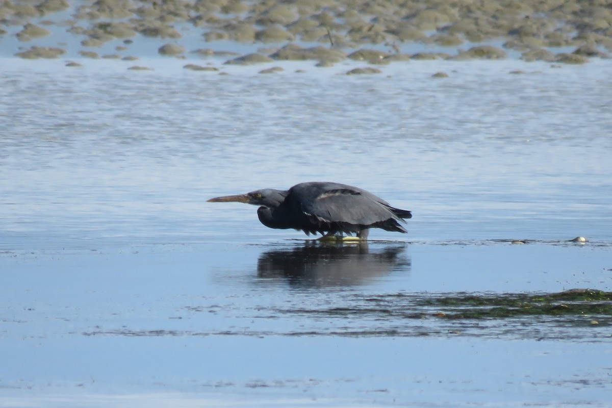 Pacific Reef-Heron - ML45721201