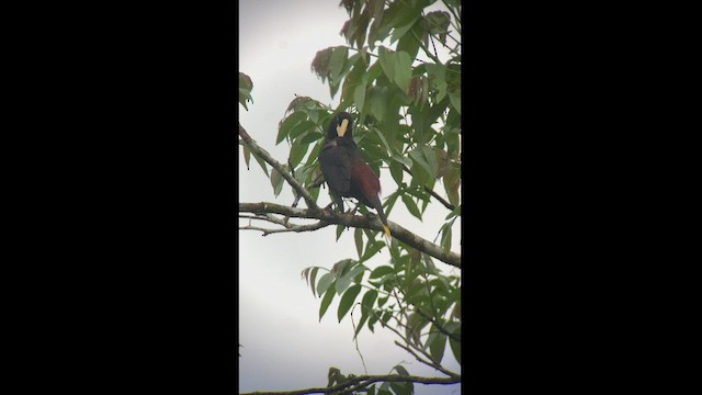 Crested Oropendola - ML457212821