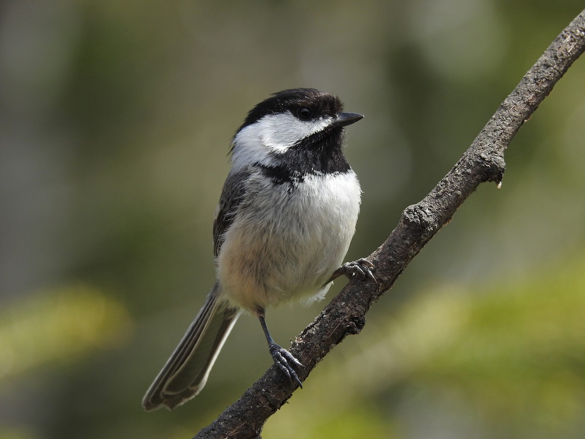 Black-capped Chickadee - ML457212941