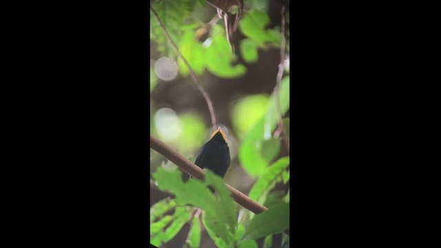 Golden-headed Manakin - ML457213051