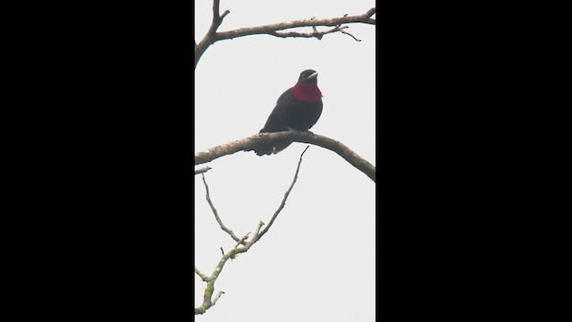 Cotinga Quérula - ML457213431