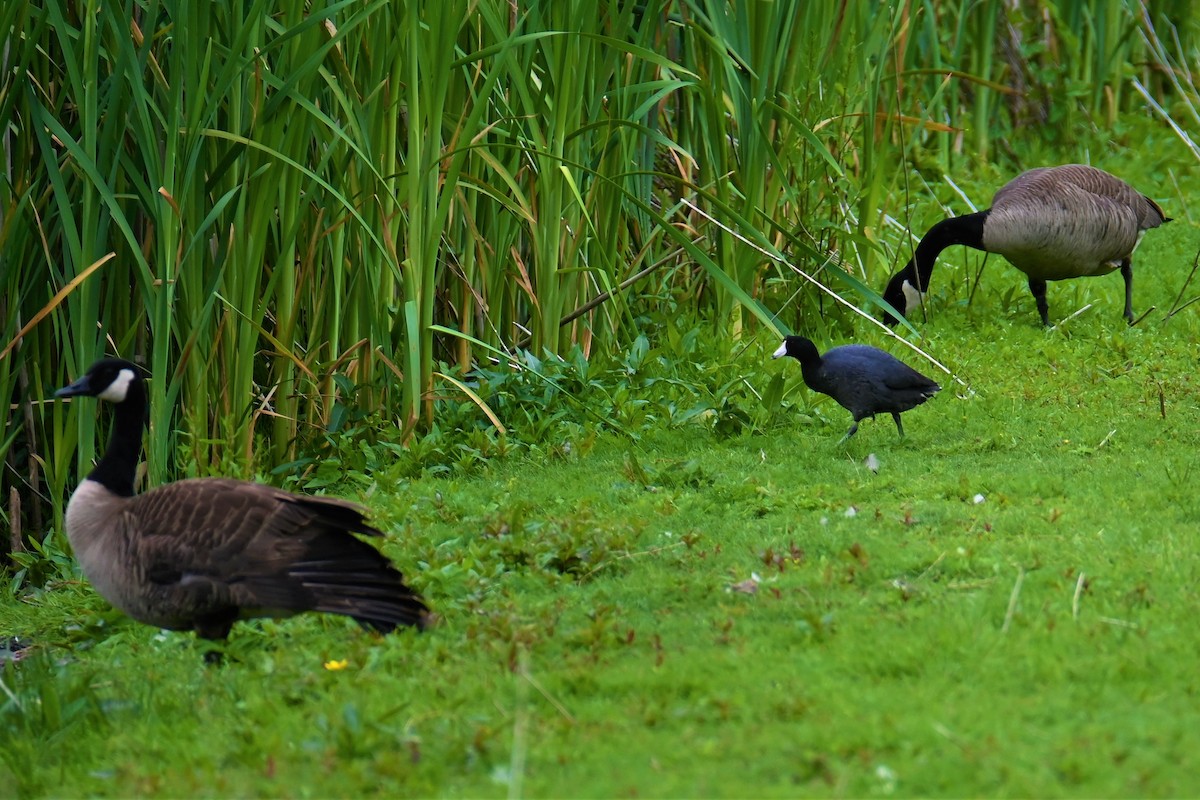 American Coot - ML457213771