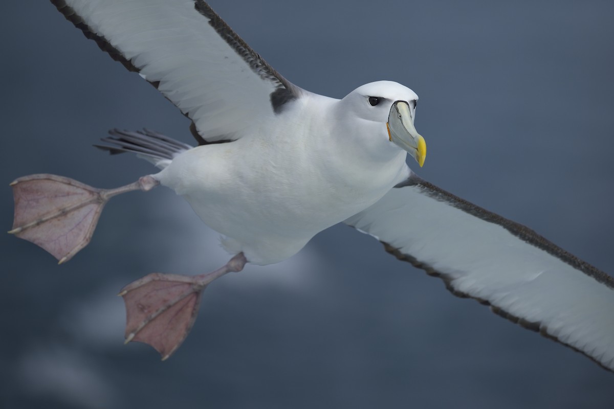 White-capped Albatross (steadi) - Paul Maury