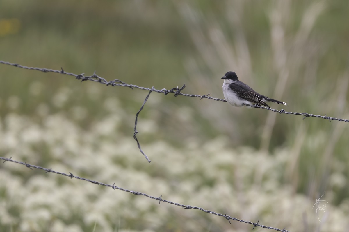 Eastern Kingbird - ML457214321