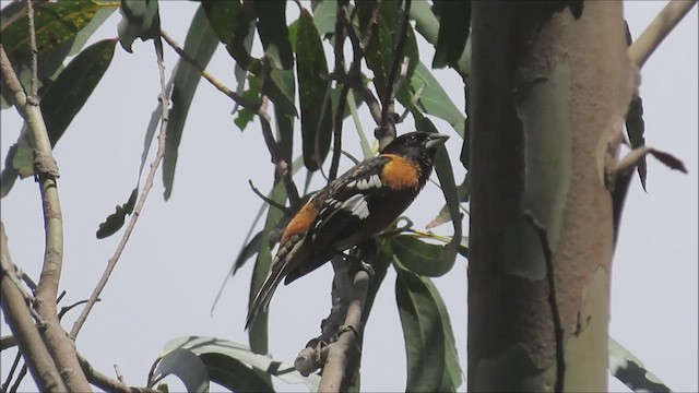 Black-headed Grosbeak - ML457214331