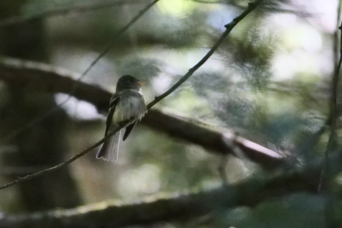 Acadian Flycatcher - ML457215071