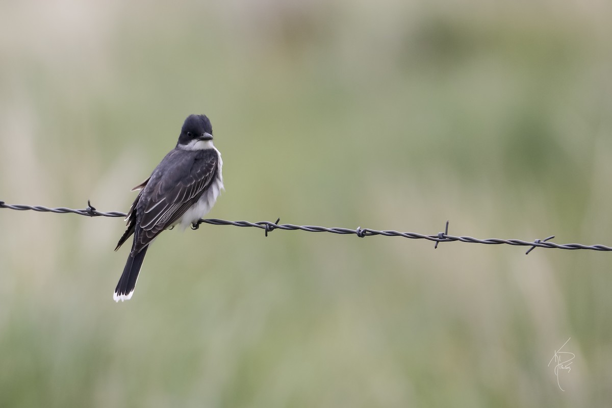 Eastern Kingbird - ML457215741