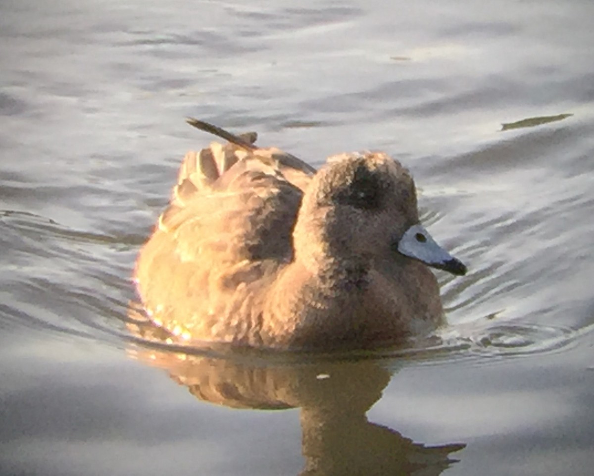 American Wigeon - ML45721601