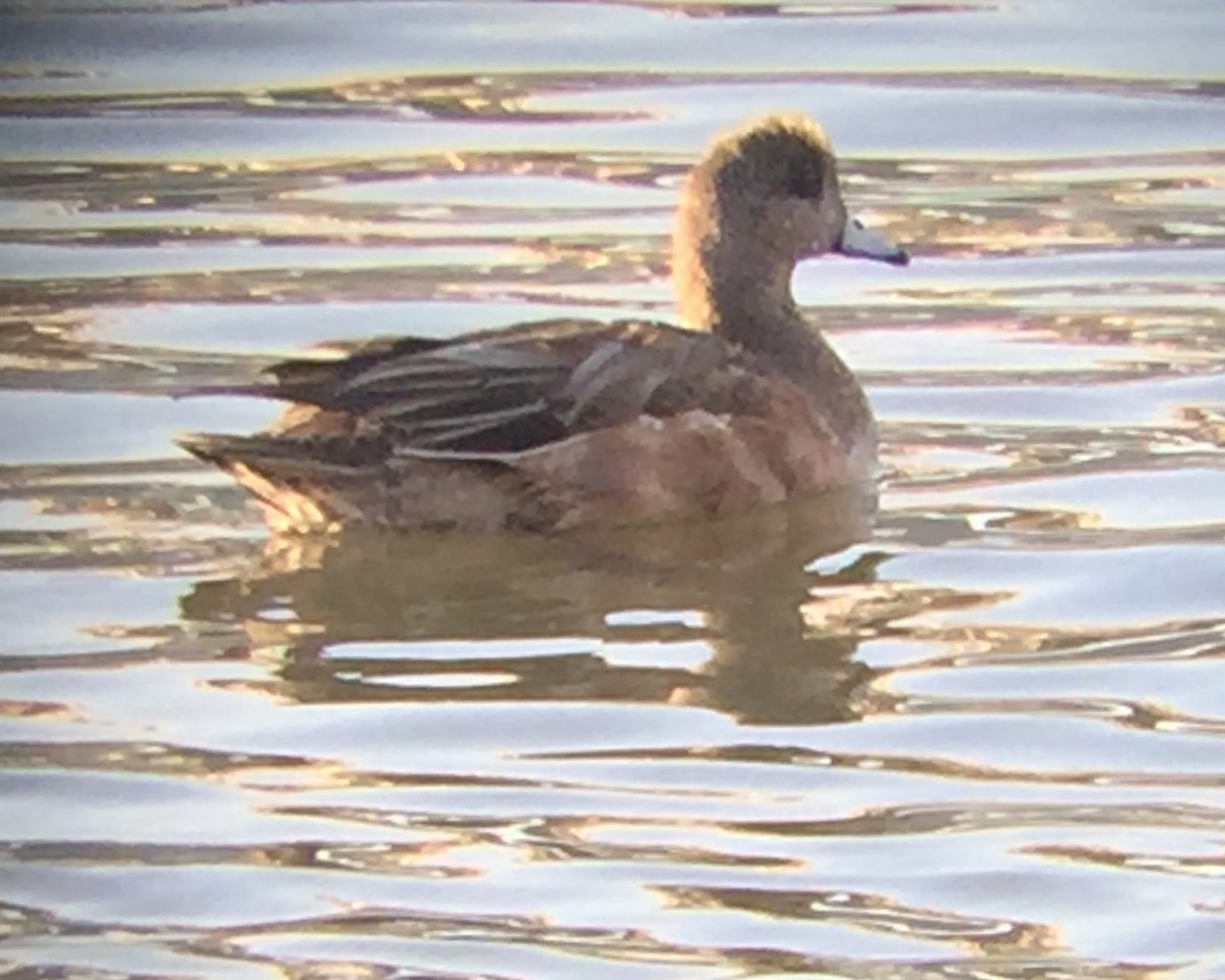 American Wigeon - ML45721611