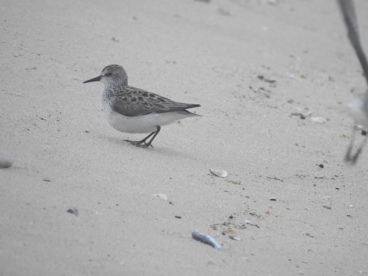 Semipalmated Sandpiper - ML457216261