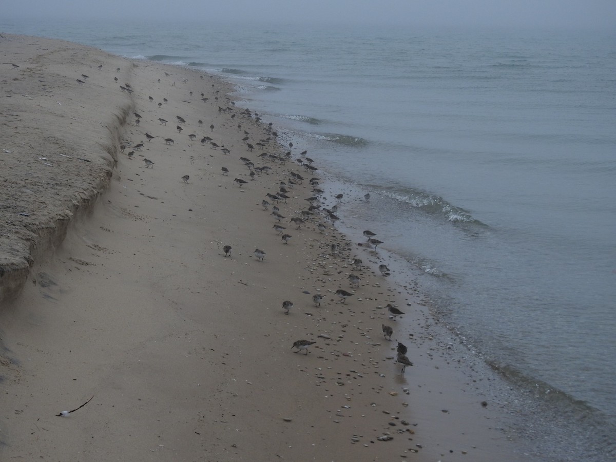Semipalmated Sandpiper - ML457216311