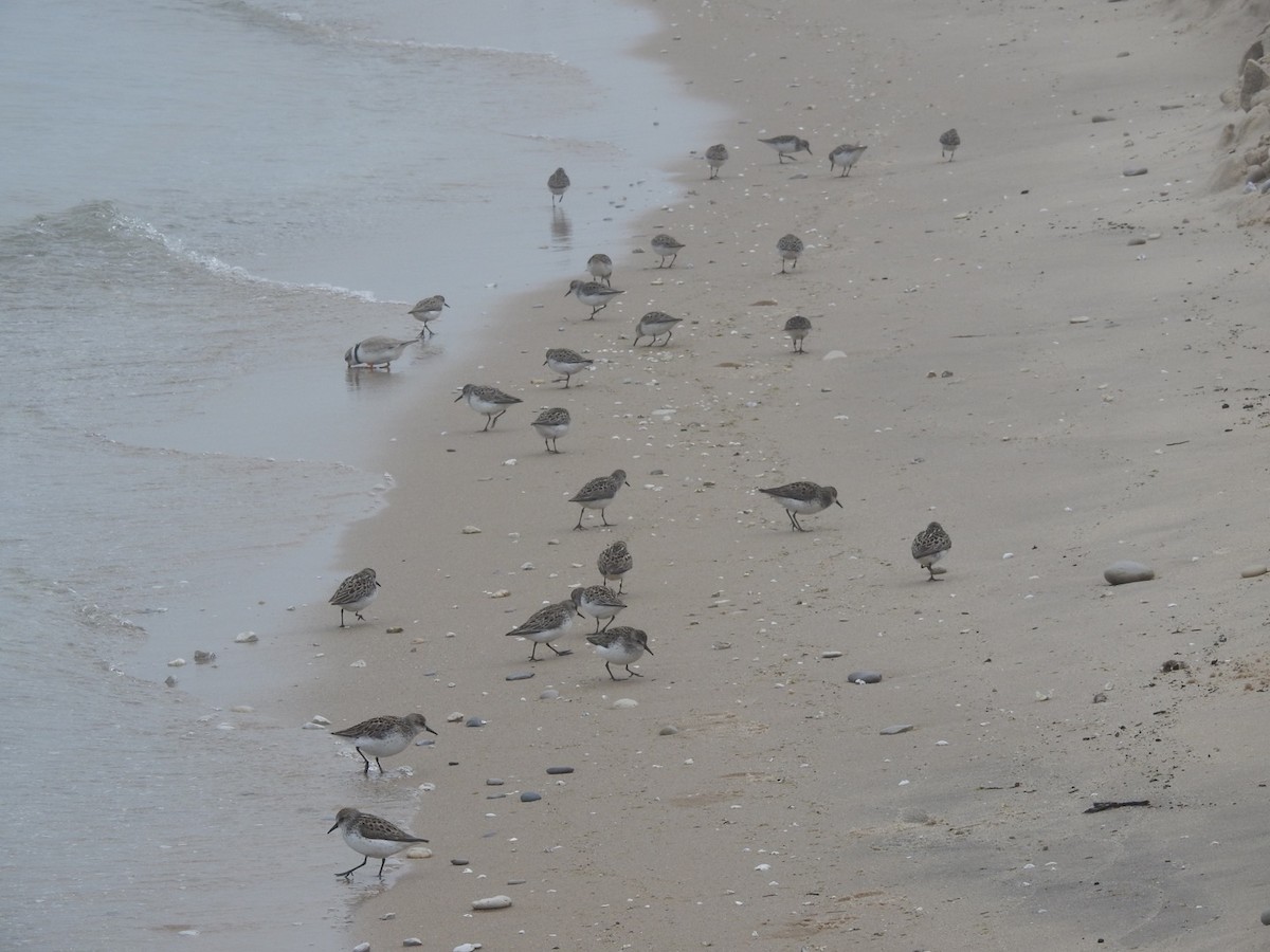 Semipalmated Sandpiper - ML457216331