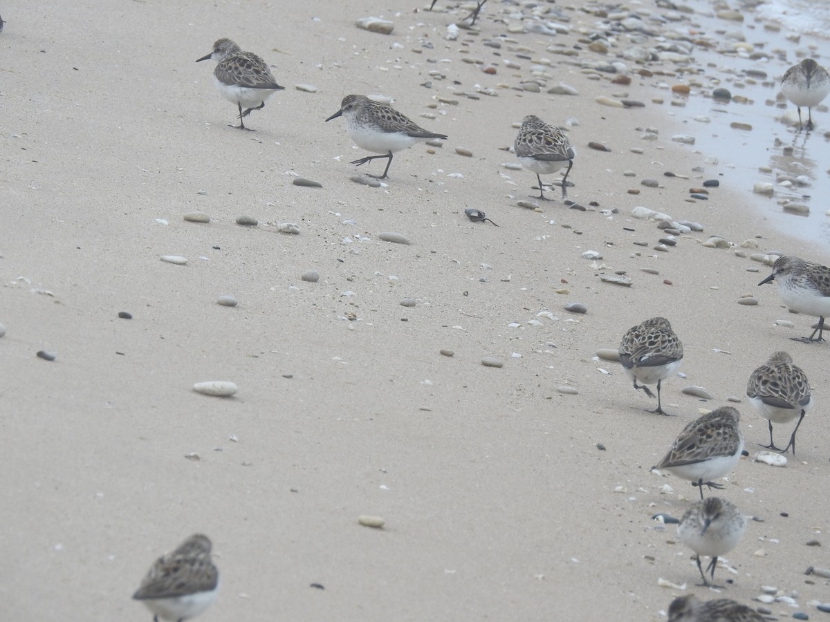 Semipalmated Sandpiper - ML457216351