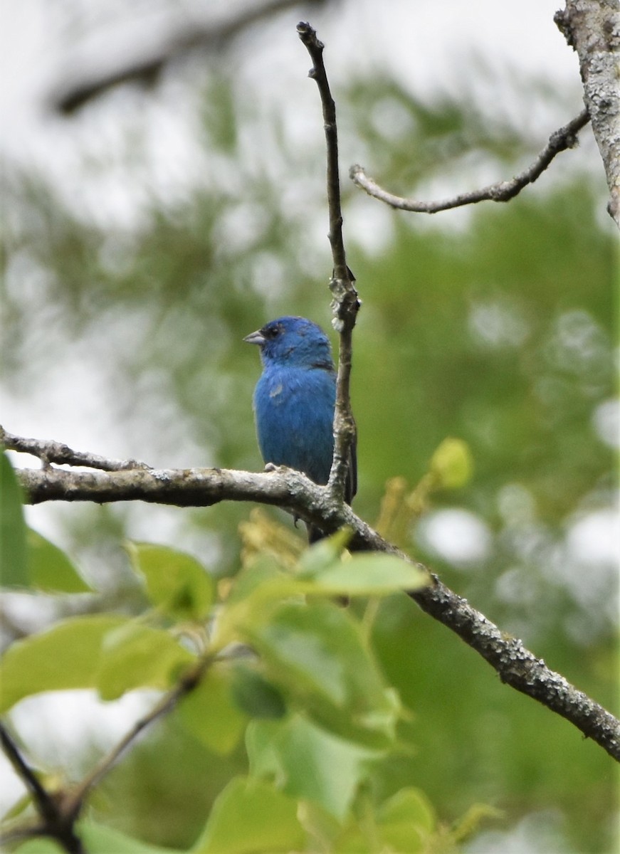 Indigo Bunting - ML457217361