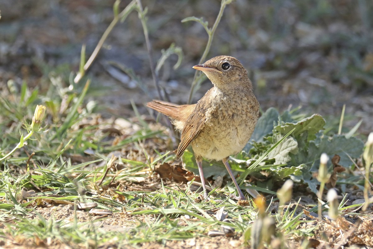 Common Nightingale - Francisco Barroqueiro