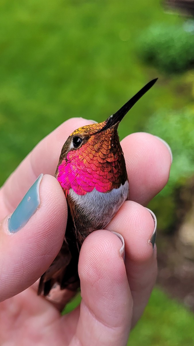 Anna's x Rufous Hummingbird (hybrid) - ML457218061