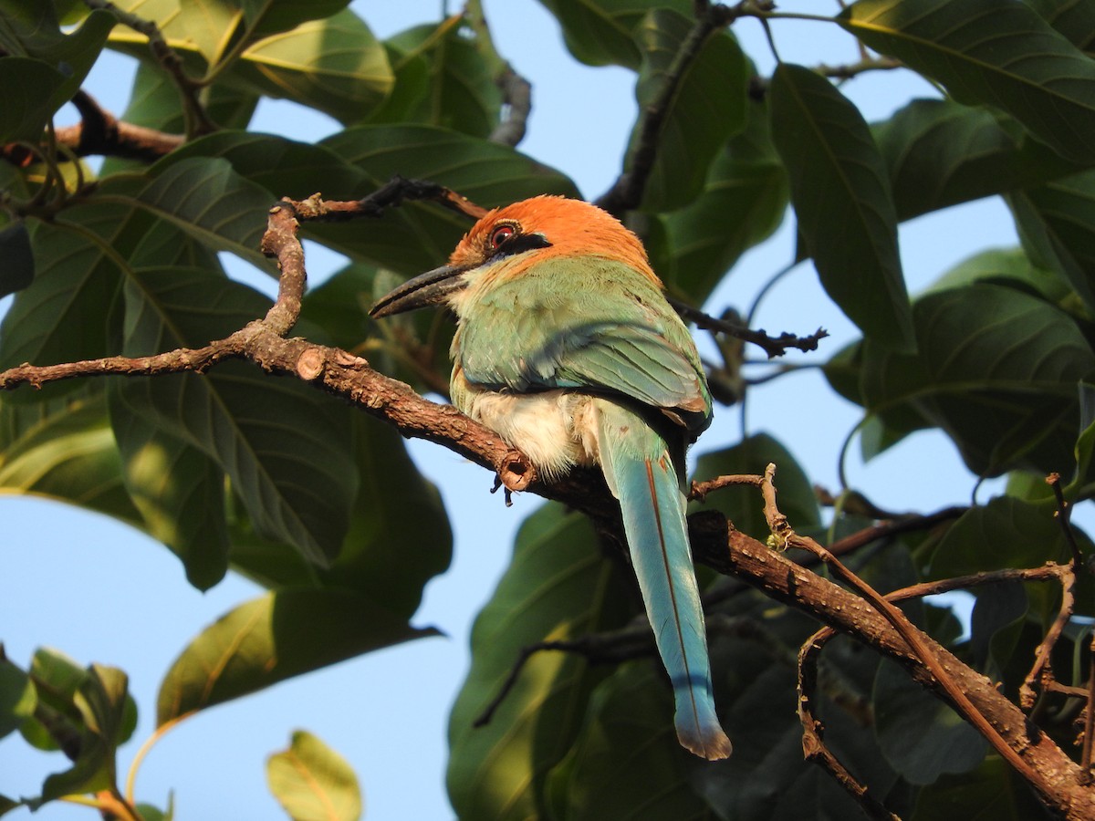 Russet-crowned Motmot - ML457219961