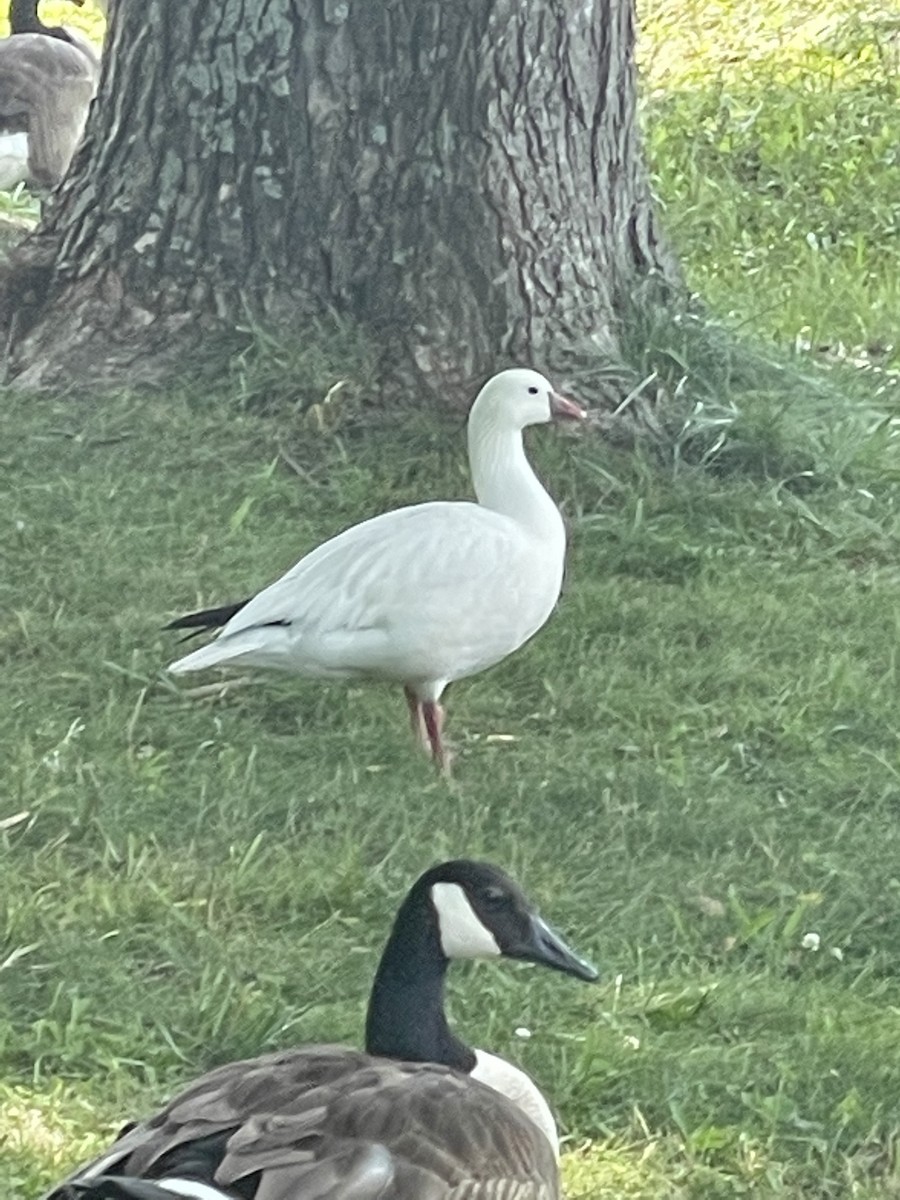 Ross's Goose - ML457220171