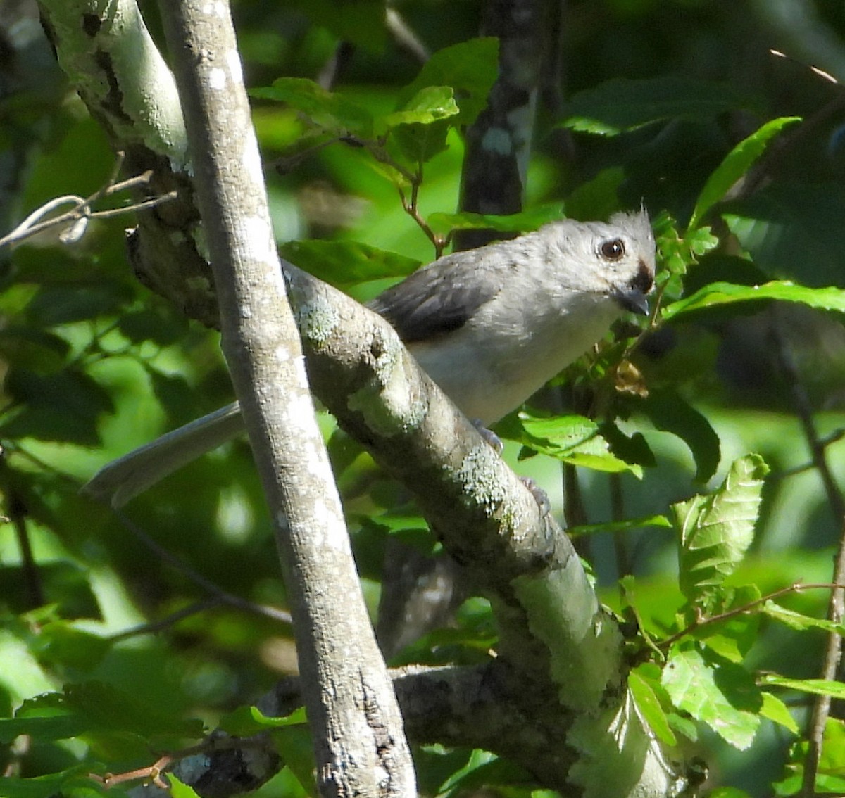 Tufted Titmouse - ML457221971