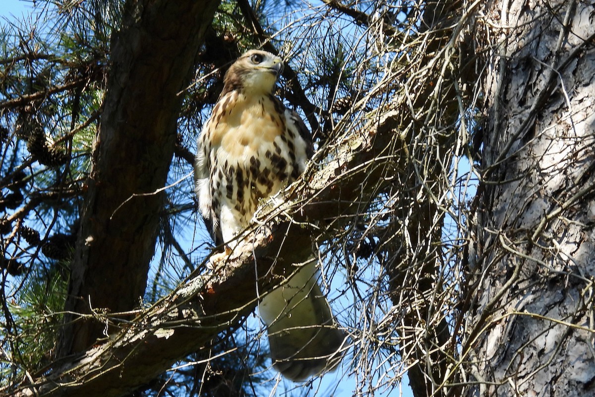 Red-tailed Hawk - ML457223601