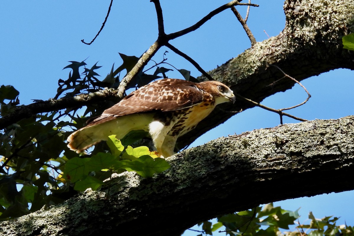 Red-tailed Hawk - ML457223721