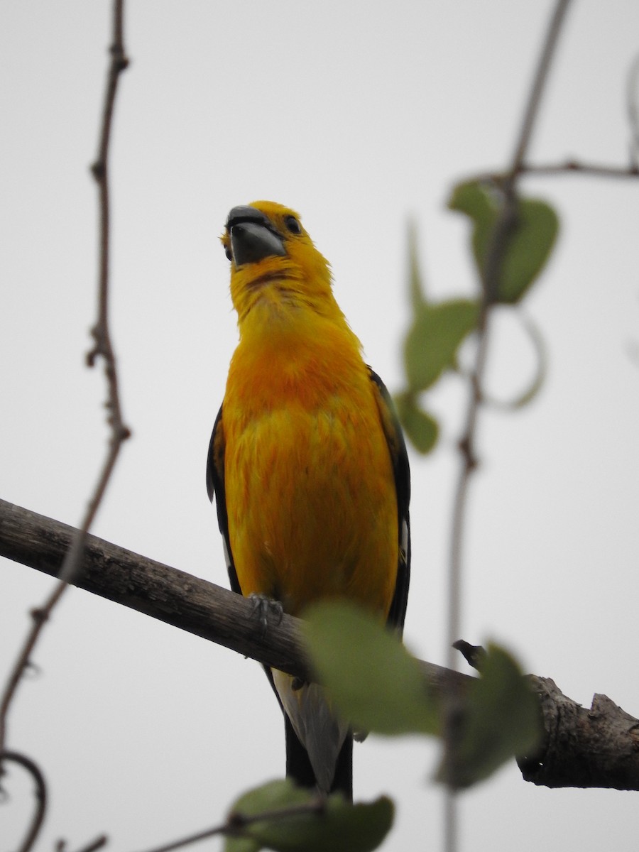 Yellow Grosbeak (Northern) - ML457224071