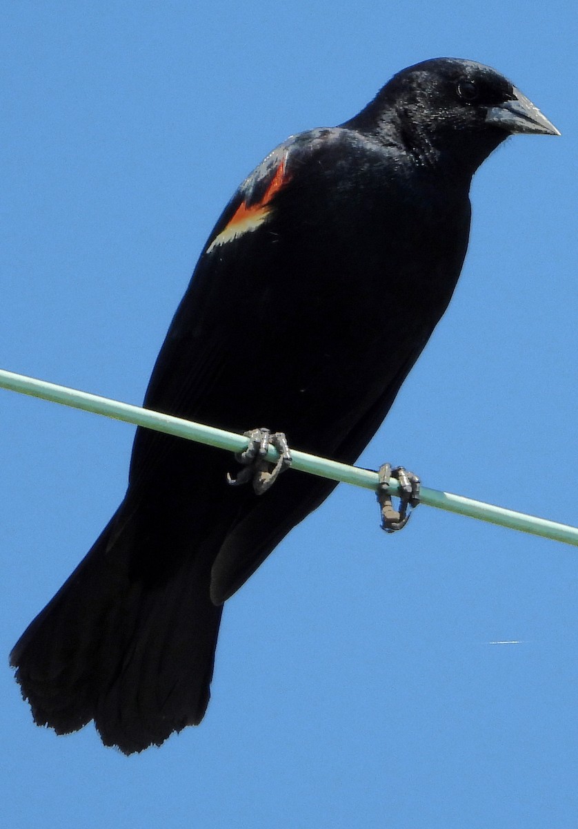 Red-winged Blackbird - ML457224421