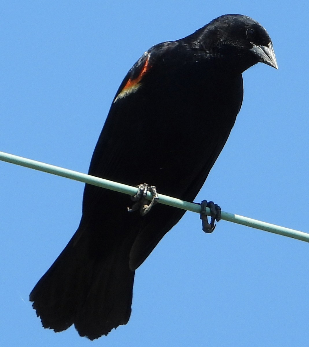 Red-winged Blackbird - ML457224431