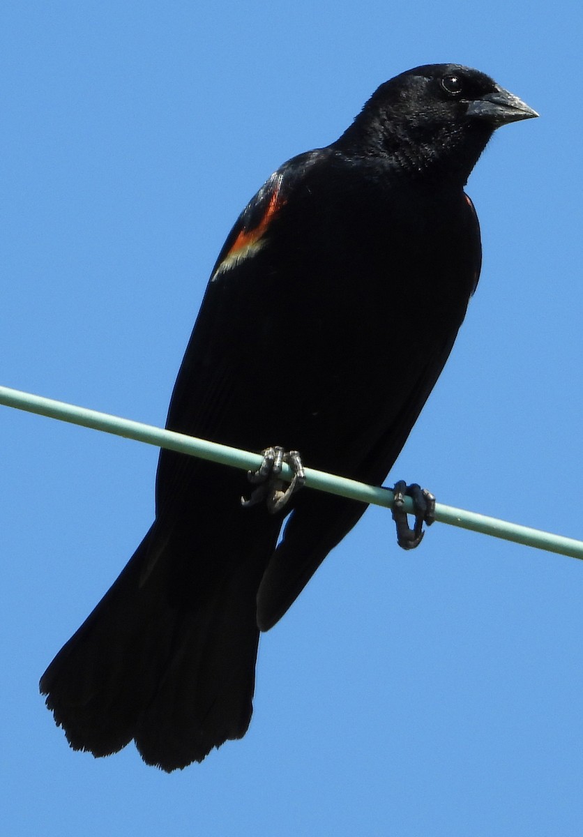 Red-winged Blackbird - ML457224451