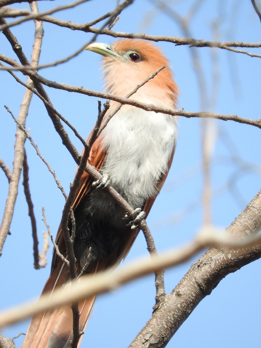 Squirrel Cuckoo (West Mexico) - ML457224641