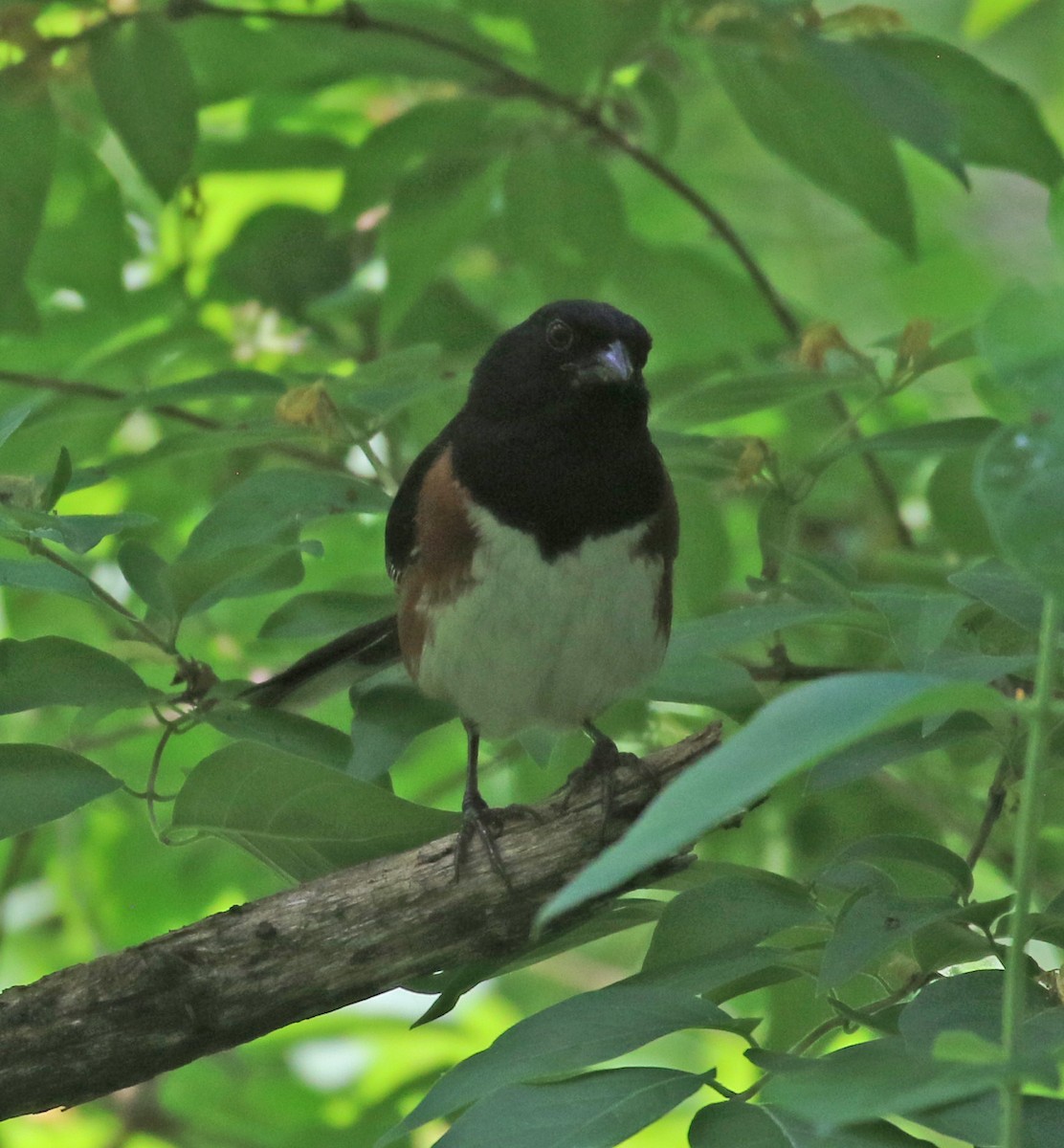 Eastern Towhee - ML457229041