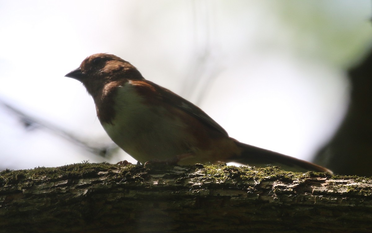 Eastern Towhee - ML457229141